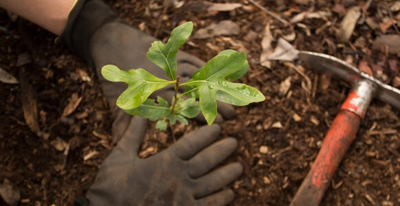 hands planting seedling