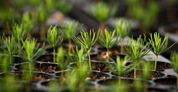 close up view of seedlings
